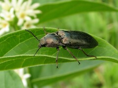 Selatosomus