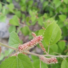 Acalypha californica