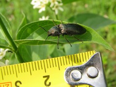 Selatosomus