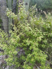 Acalypha californica