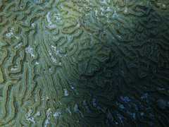 Pseudodiploria clivosa