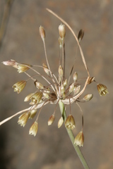 Codonoprasum