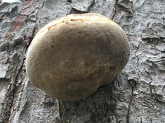 Fomes fomentarius