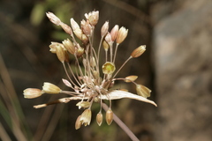 Codonoprasum