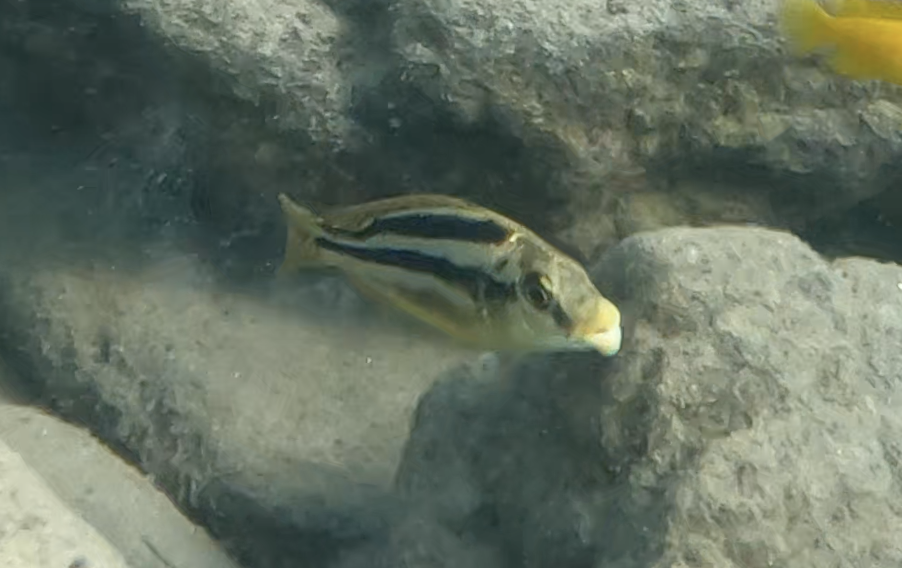 Malawi thick lip (Cheilochromis euchilus) — Cichlidae