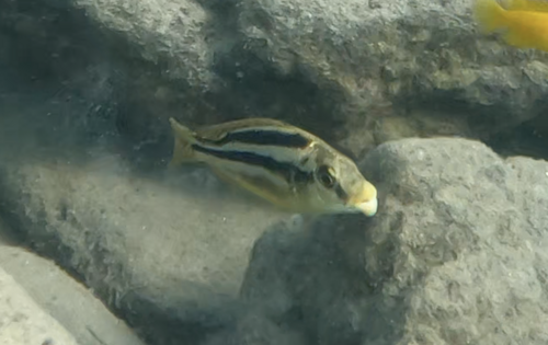 Cheilochromis euchilus