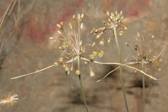 Codonoprasum
