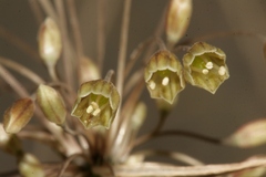 Codonoprasum