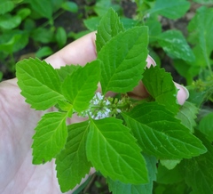 Mentha arvensis