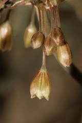 Codonoprasum