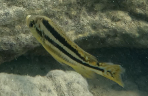 Malawi thick lip (Cheilochromis euchilus) — Cichlidae — 3
