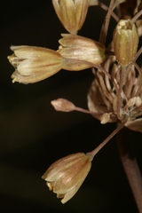 Codonoprasum