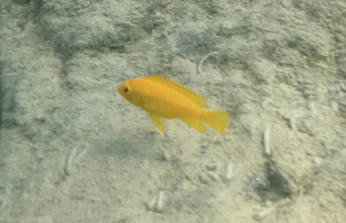 Petrotilapia microgalana