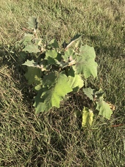 Solanum pseudolulo