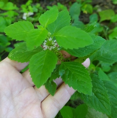 Mentha arvensis