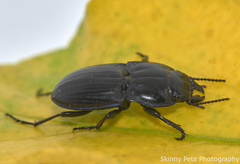 Pasimachus sublaevis