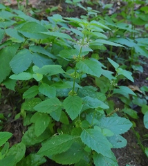 Mentha arvensis