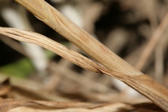 Codonoprasum