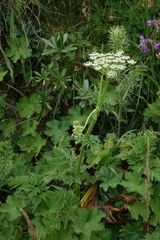 Selinum alatum