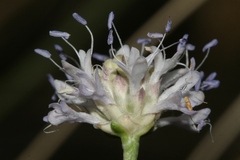 Cephalaria joppensis