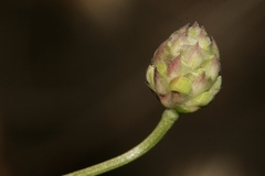 Cephalaria joppensis