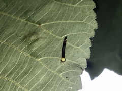 Caryomyia subulata
