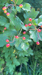 Viburnum opulus