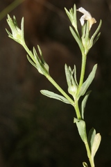 Linum nodiflorum