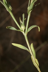Linum nodiflorum