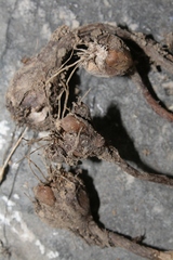 Codonoprasum