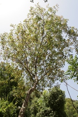 Acer obtusifolium