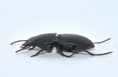 Pasimachus sublaevis