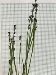 Scleria verticillata