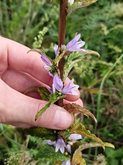 Campanula bononiensis