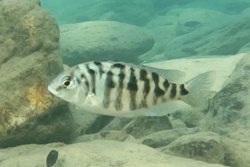 Rode keizer-cichlide (Protomelas taeniolatus) — Cichlidae