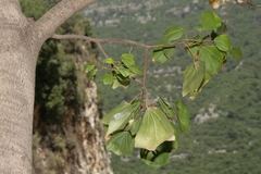 Acer obtusifolium