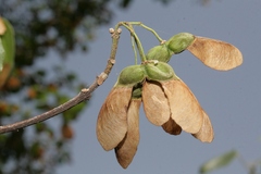 Acer obtusifolium