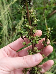 Campanula bononiensis