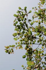 Acer obtusifolium