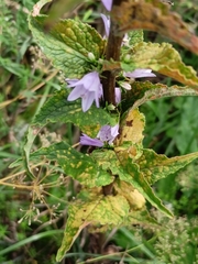 Campanula bononiensis