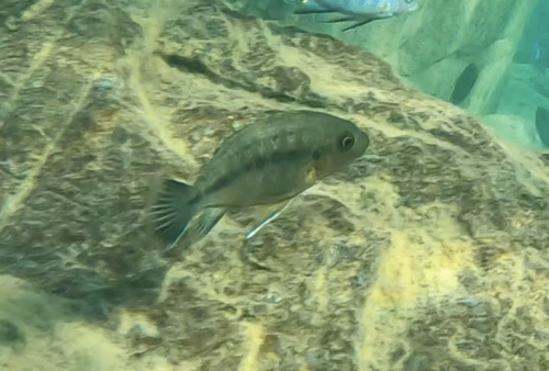 Petrotilapia genalutea
