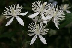 Clematis flammula