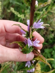 Campanula bononiensis