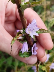 Campanula bononiensis