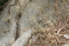 Codonoprasum