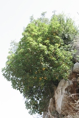 Arbutus andrachne