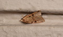 Diarsia esurialis