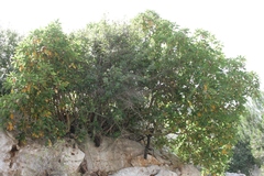 Arbutus andrachne