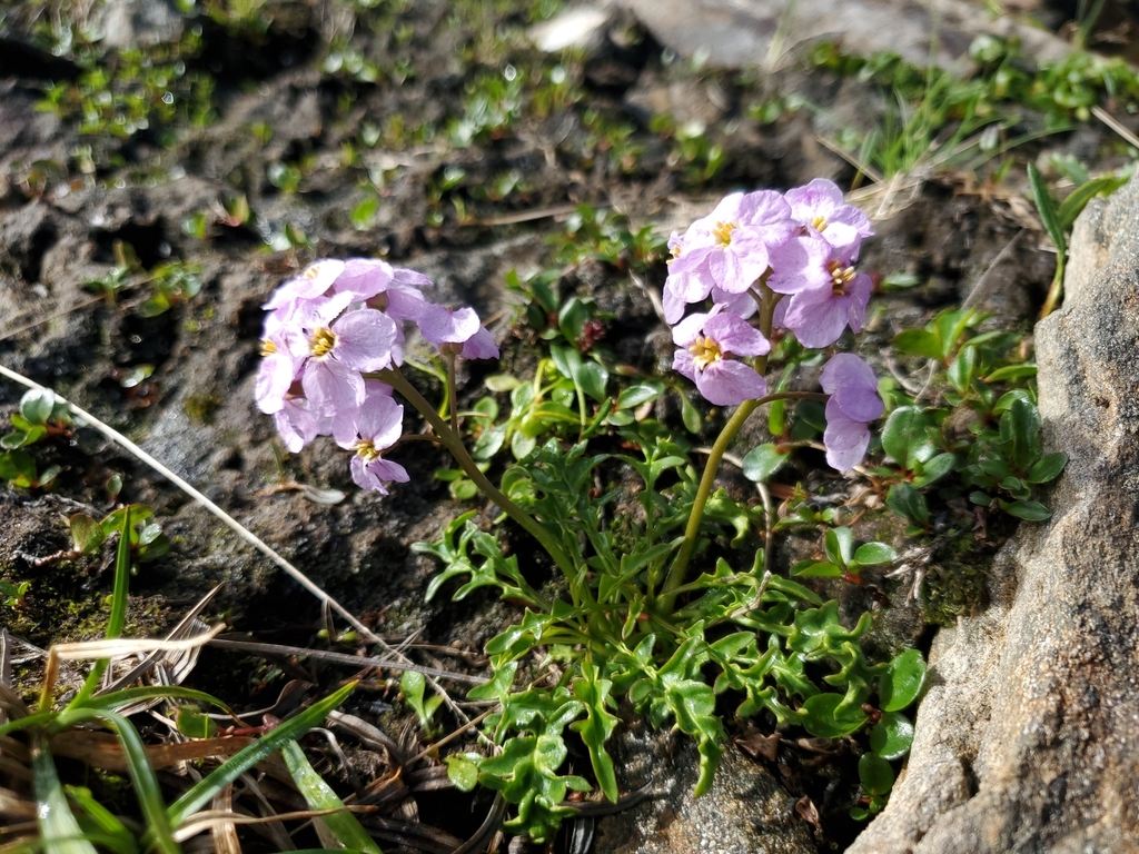 inuit wallflower