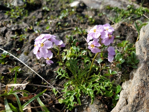 Inuit wallflower (Parrya nauruaq)